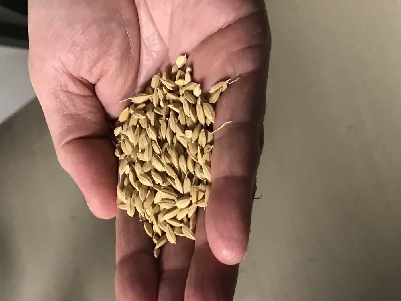 国産米ホシニシキ